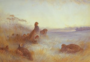 Partridges in Early Morning, 1910